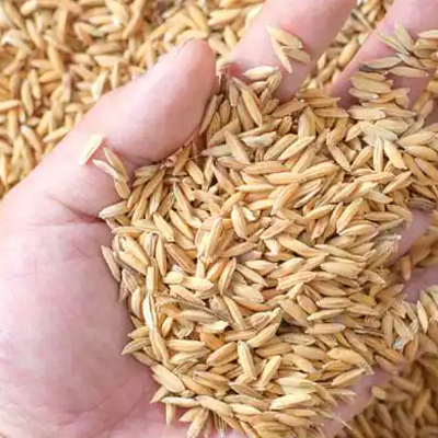 Suppliers of rice flour